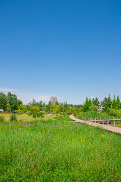 唯美夏季夏天夏日蓝天草地草丛