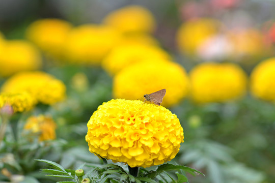 黄花万寿菊蝴蝶与花