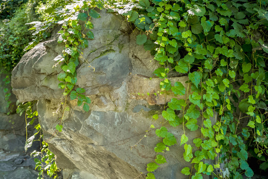 爬山虎野生绿色植物