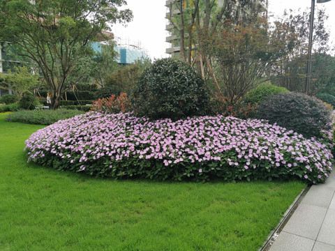 长春花灌木园林景观设计素材