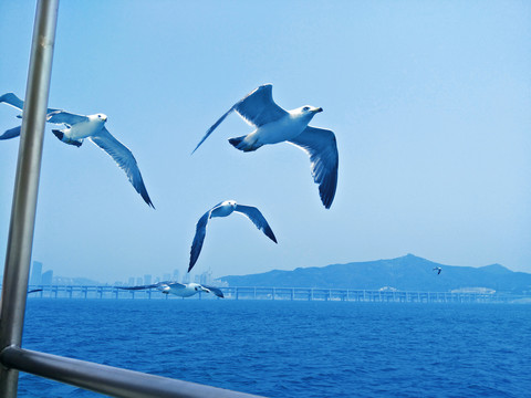 飞翔的海鸥