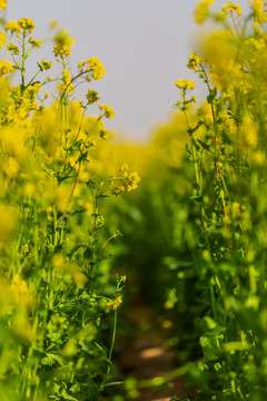 油菜花