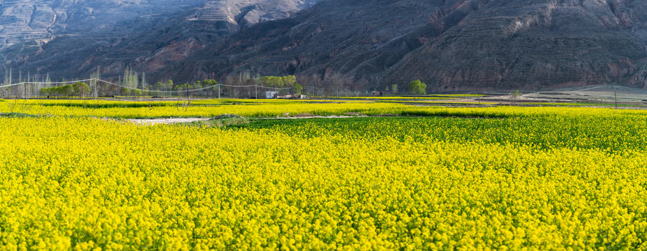 油菜花