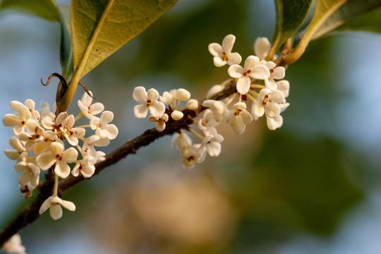 桂花