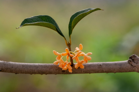 桂花