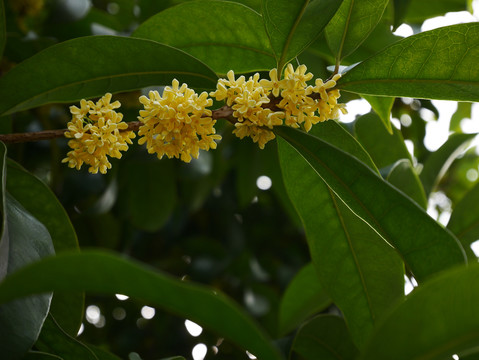 桂花