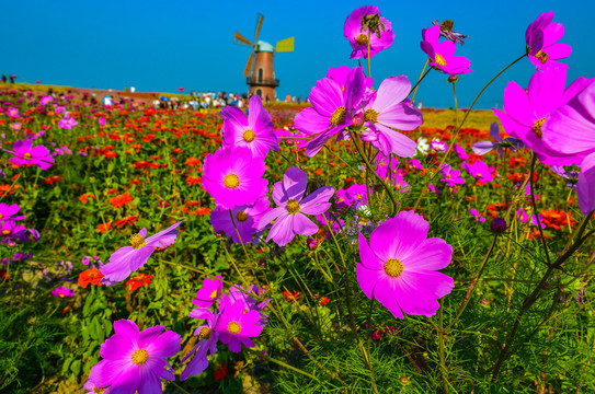 格桑花丛