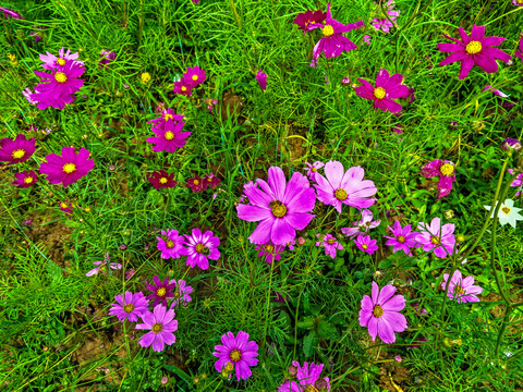 格桑花丛