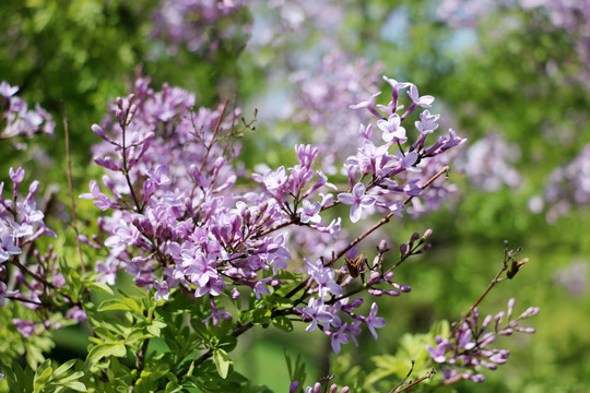 丁香花