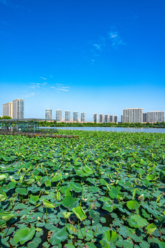 上海嘉定南翔留云湖风光