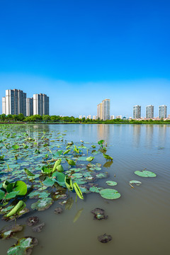 上海嘉定留云湖风光