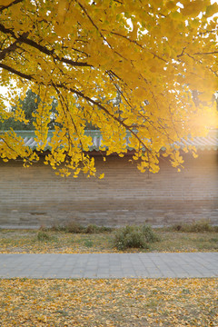 金秋天坛公园古建筑与银杏树
