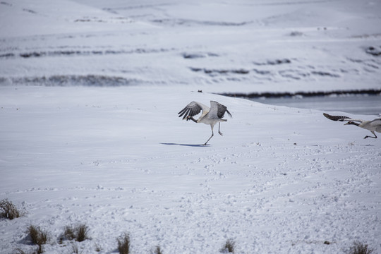 雪地奔跑飞翔的黑颈鹤