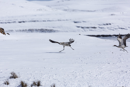 雪地奔跑飞翔的黑颈鹤