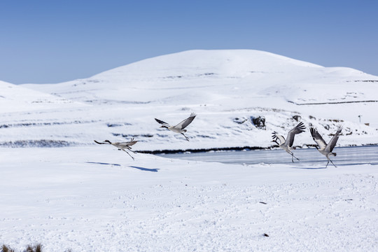 蓝天雪山飞翔黑颈鹤自然景观