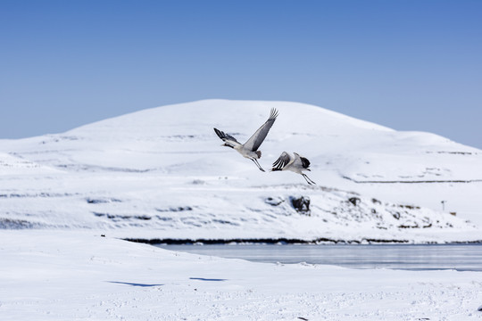 蓝天雪山飞翔的黑颈鹤自然风光
