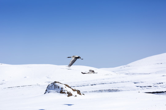 蓝天雪山飞翔的黑颈鹤自然风光
