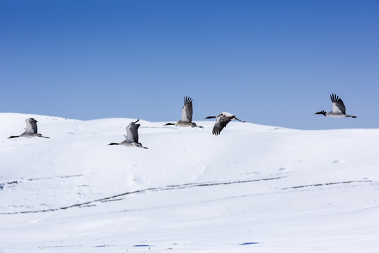 蓝天雪山飞翔的黑颈鹤自然风光