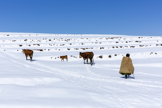 蓝天雪地黄牛放牧人自然景观