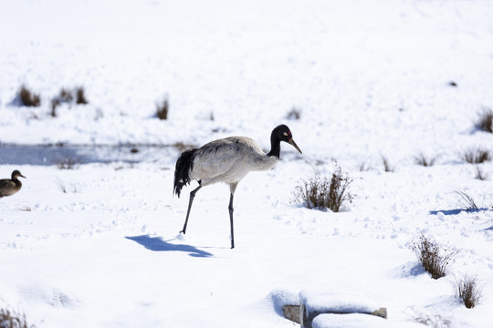 雪地觅食黑颈鹤