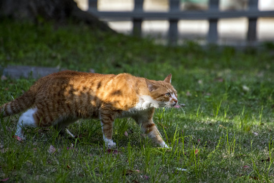 流浪猫