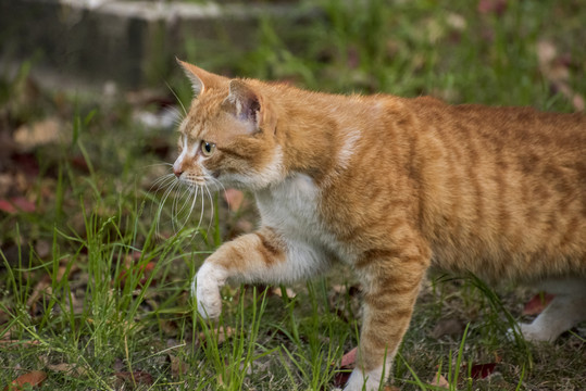 无家可归的流浪猫