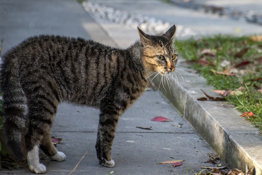 街头流浪猫