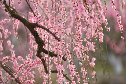 梅花