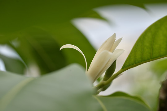 白玉兰花特写