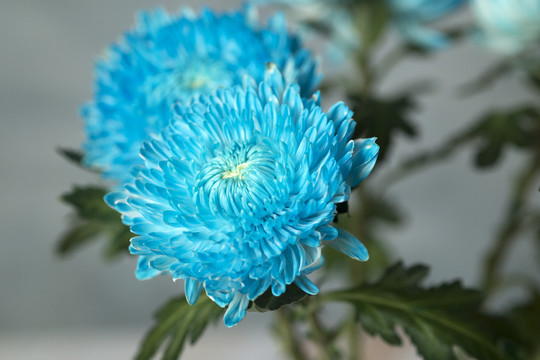 蓝色牡丹菊