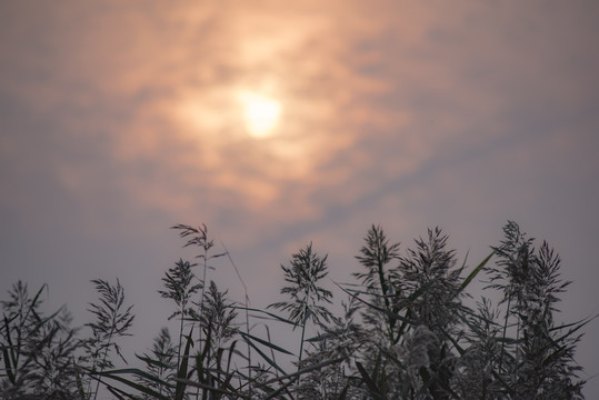 夕阳下的芦苇