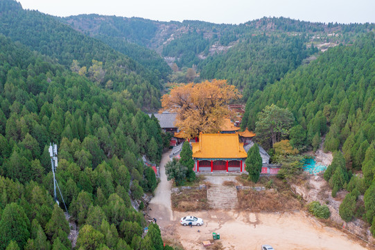 航拍济南淌豆寺银杏