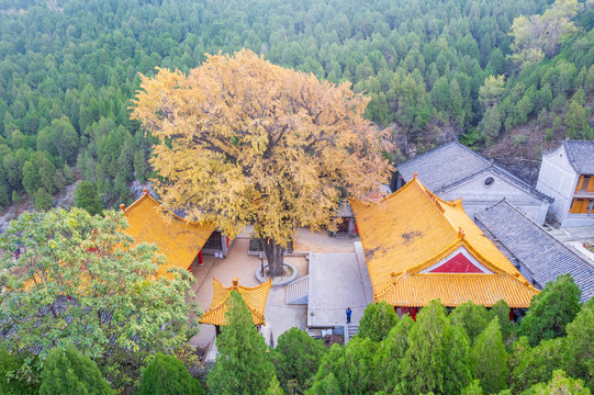 航拍济南淌豆寺银杏