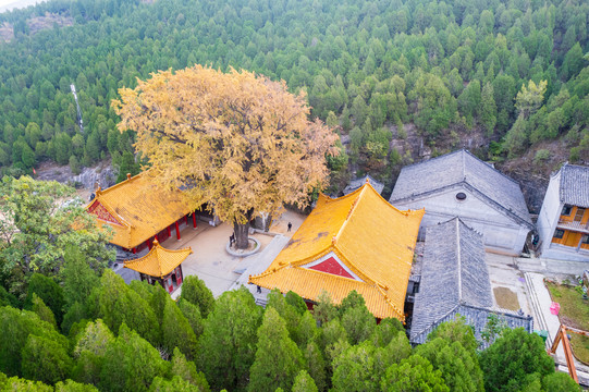 航拍济南淌豆寺银杏