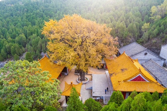 航拍济南淌豆寺银杏