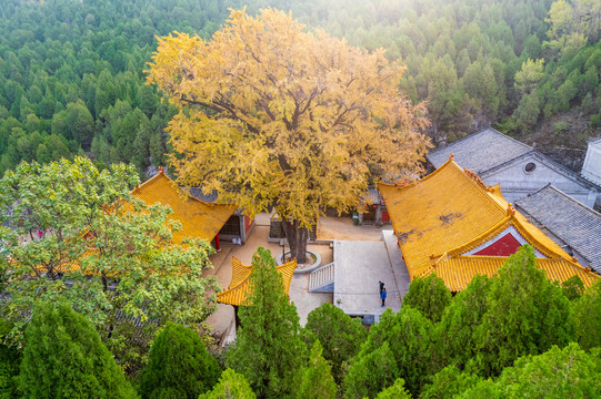 航拍济南淌豆寺银杏