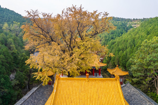 航拍济南淌豆寺银杏