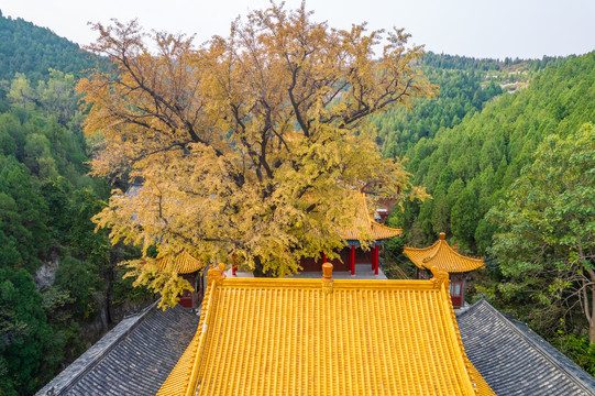 航拍济南淌豆寺银杏