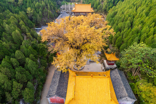 航拍济南淌豆寺银杏