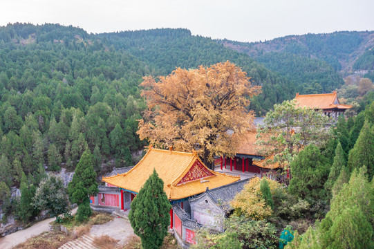 航拍济南淌豆寺银杏