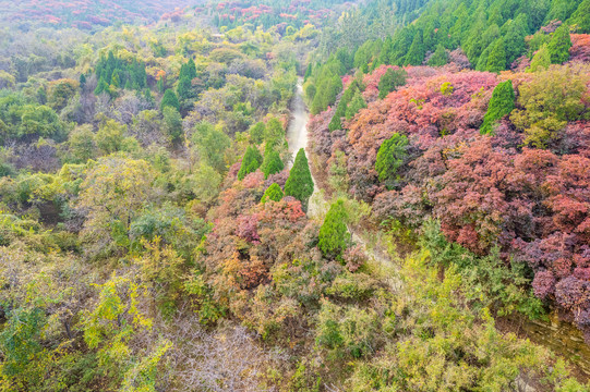 济南彩石捎近村漫山红叶