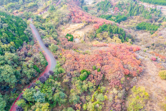 济南彩石捎近村漫山红叶