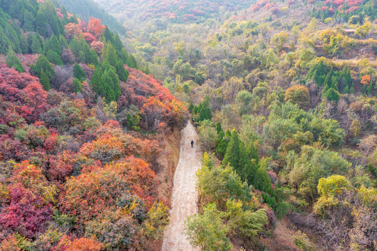 济南彩石捎近村漫山红叶