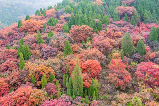 济南彩石捎近村漫山红叶