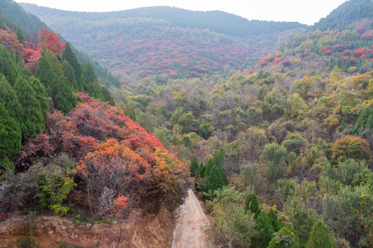 济南彩石捎近村漫山红叶