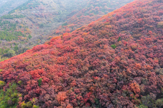 济南彩石捎近村漫山红叶