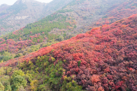 济南彩石捎近村漫山红叶