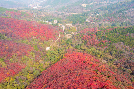 济南彩石捎近村漫山红叶