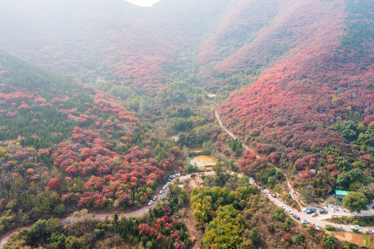 济南彩石捎近村漫山红叶