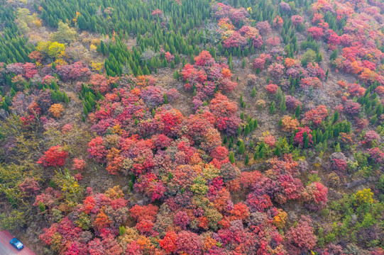 济南彩石捎近村漫山红叶